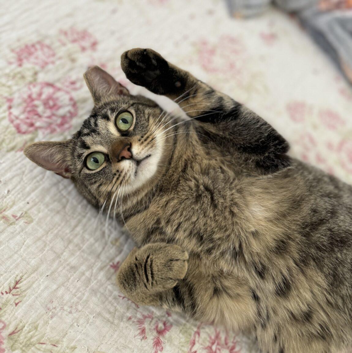 Enlarge Herman & Gertrude, a Adoptable Domestic Short Hair in Philadelphia, PA image 2/6