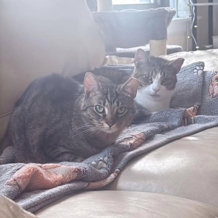Enlarge Herman & Gertrude, a Adoptable Domestic Short Hair in Philadelphia, PA image 6/6