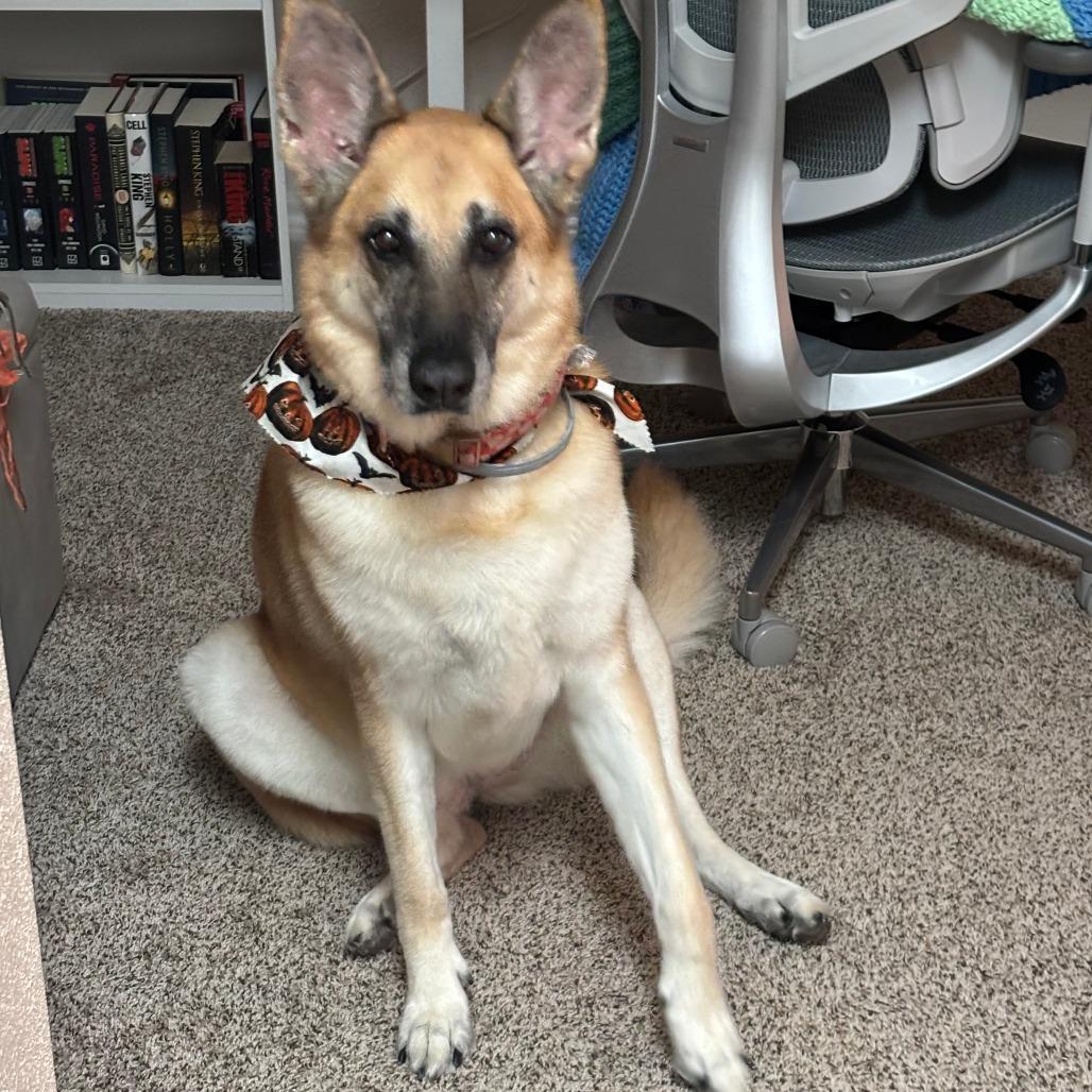 Enlarge Oakley, a Adoptable German Shepherd Dog in Tulsa, OK image 1/2