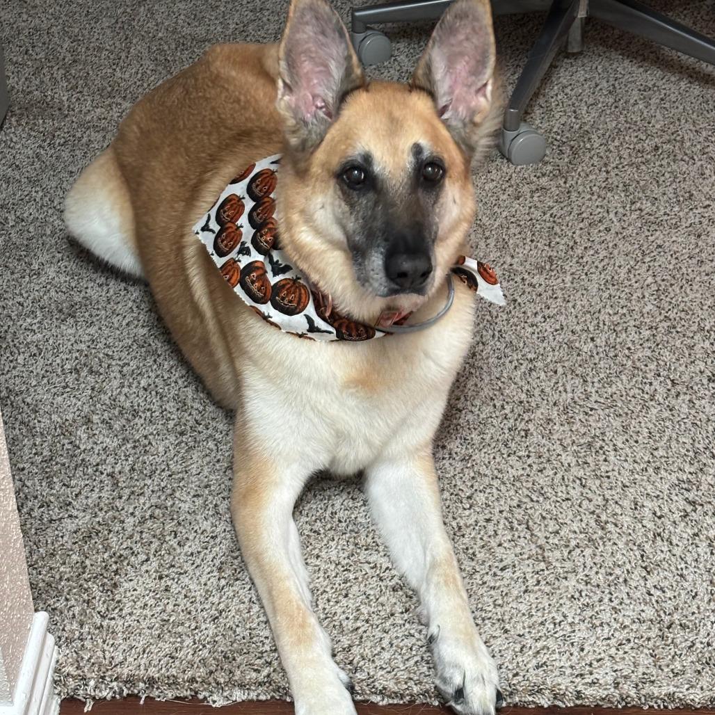 Enlarge Oakley, a Adoptable German Shepherd Dog in Tulsa, OK image 2/2