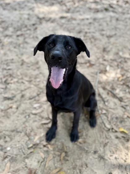 Ranger, Adoptable, Young Male Labrador Retriever & Mixed Breed.