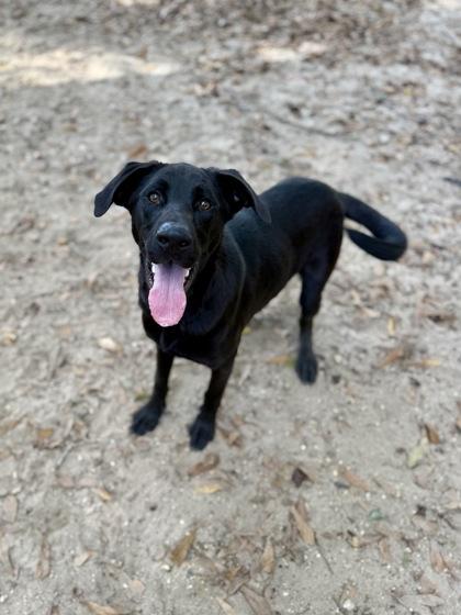 Ranger, a Adoptable mixed breed in Picayune, MS image 2/3