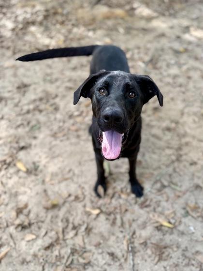 Ranger, a Adoptable mixed breed in Picayune, MS image 3/3