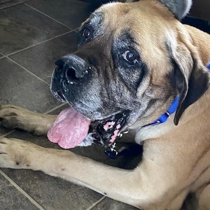 Bastian, an adoptable Bullmastiff in Dripping Springs, TX, 78620 | Photo Image 3