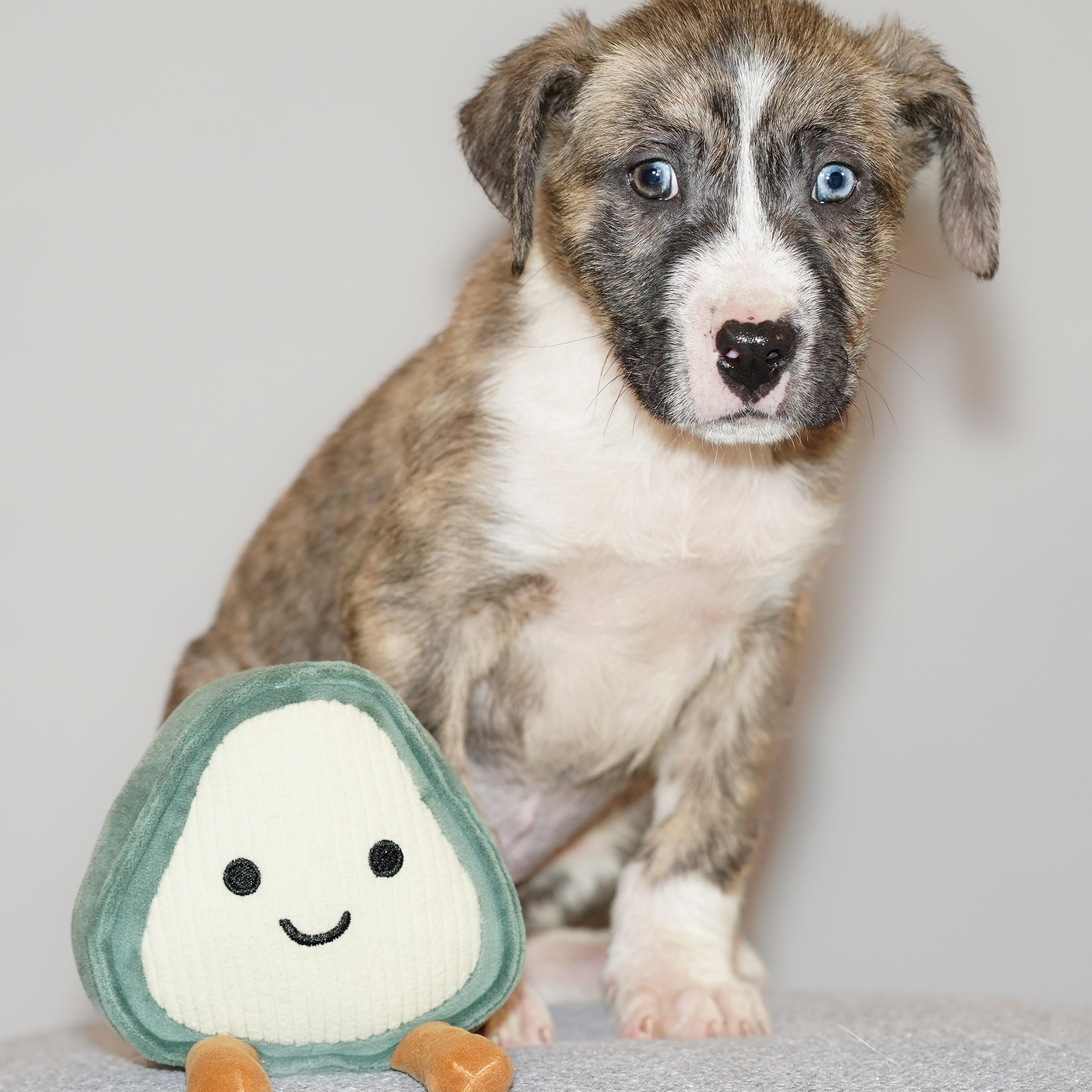 Enlarge Hash , a Adoptable mixed breed in Denver , CO image 3/5