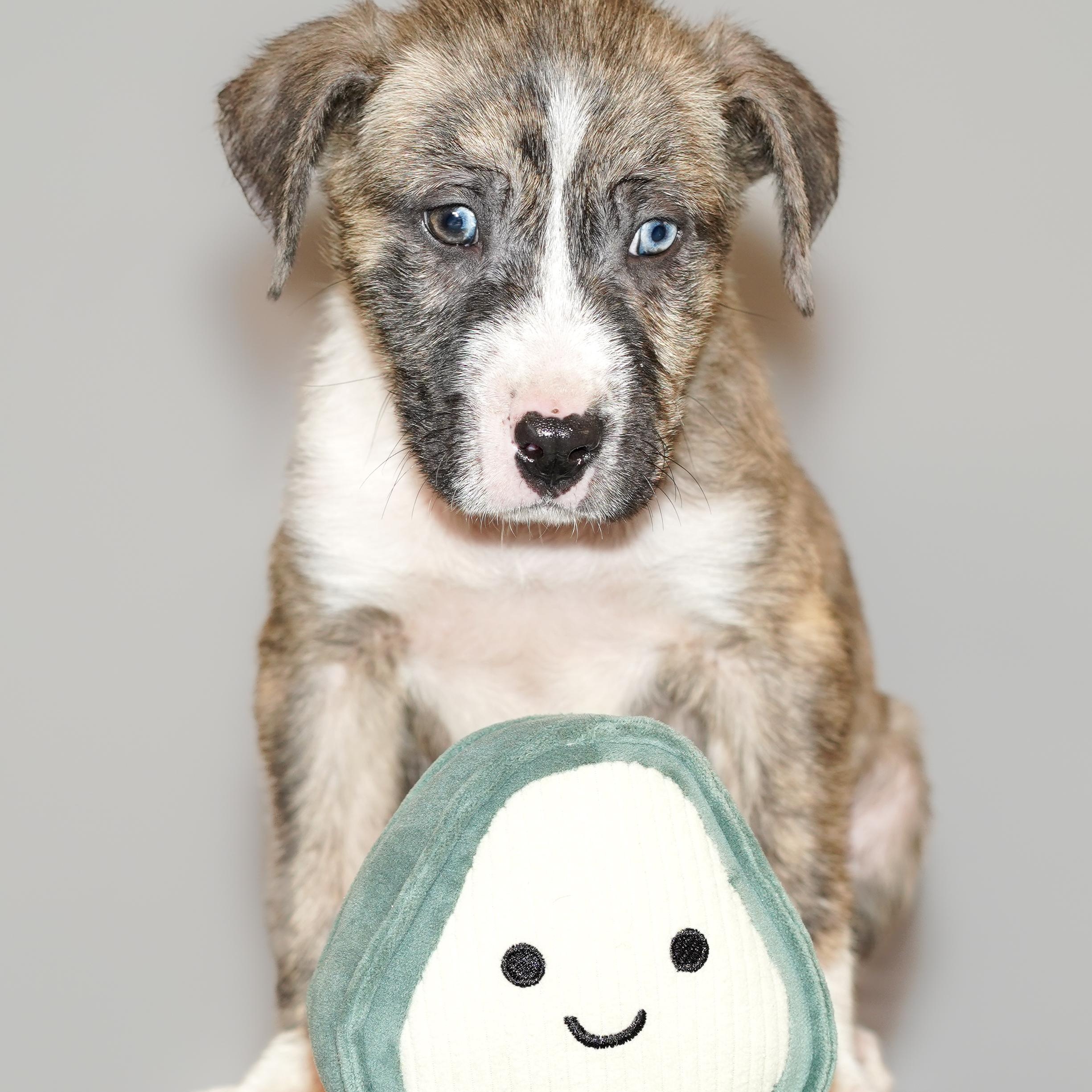 Enlarge Hash , a Adoptable mixed breed in Denver , CO image 1/5