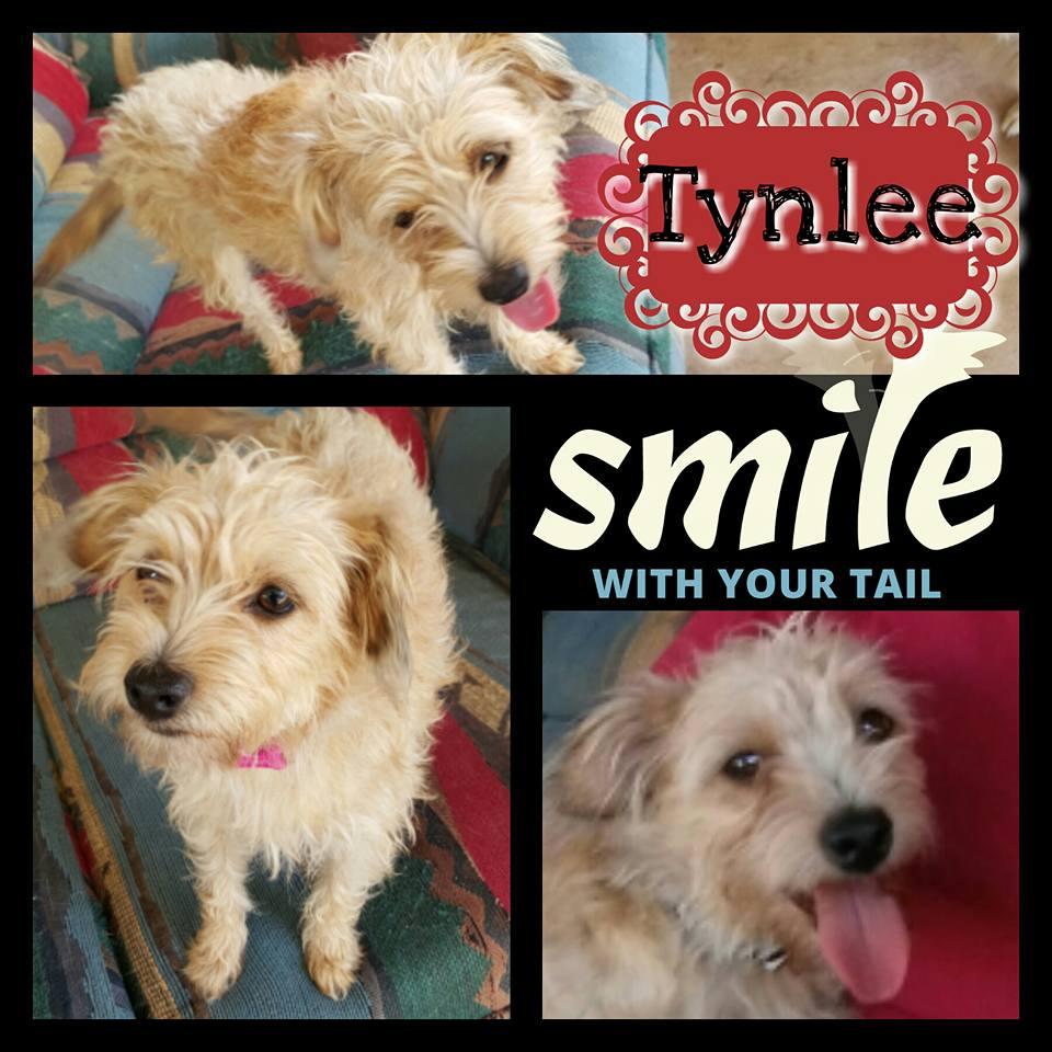 Tynlee, Adopted, Adult Female Yorkshire Terrier & Poodle.