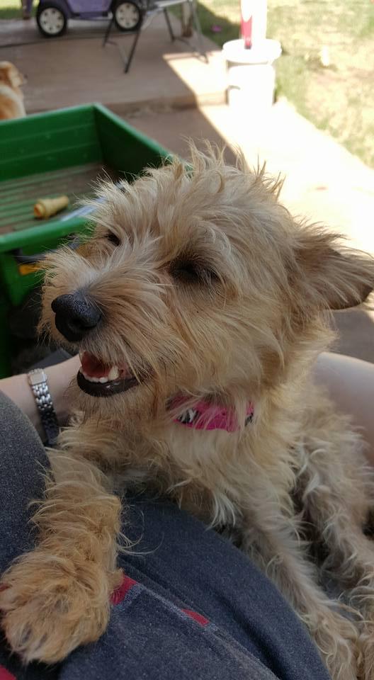 Tynlee, a Adopted mixed breed in Snyder, TX image 2/3