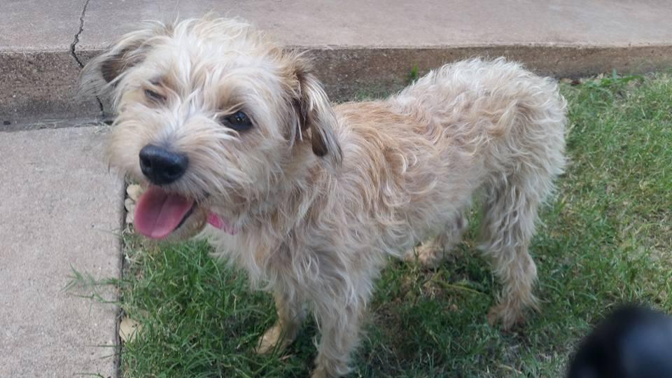 Tynlee, a Adopted mixed breed in Snyder, TX image 3/3