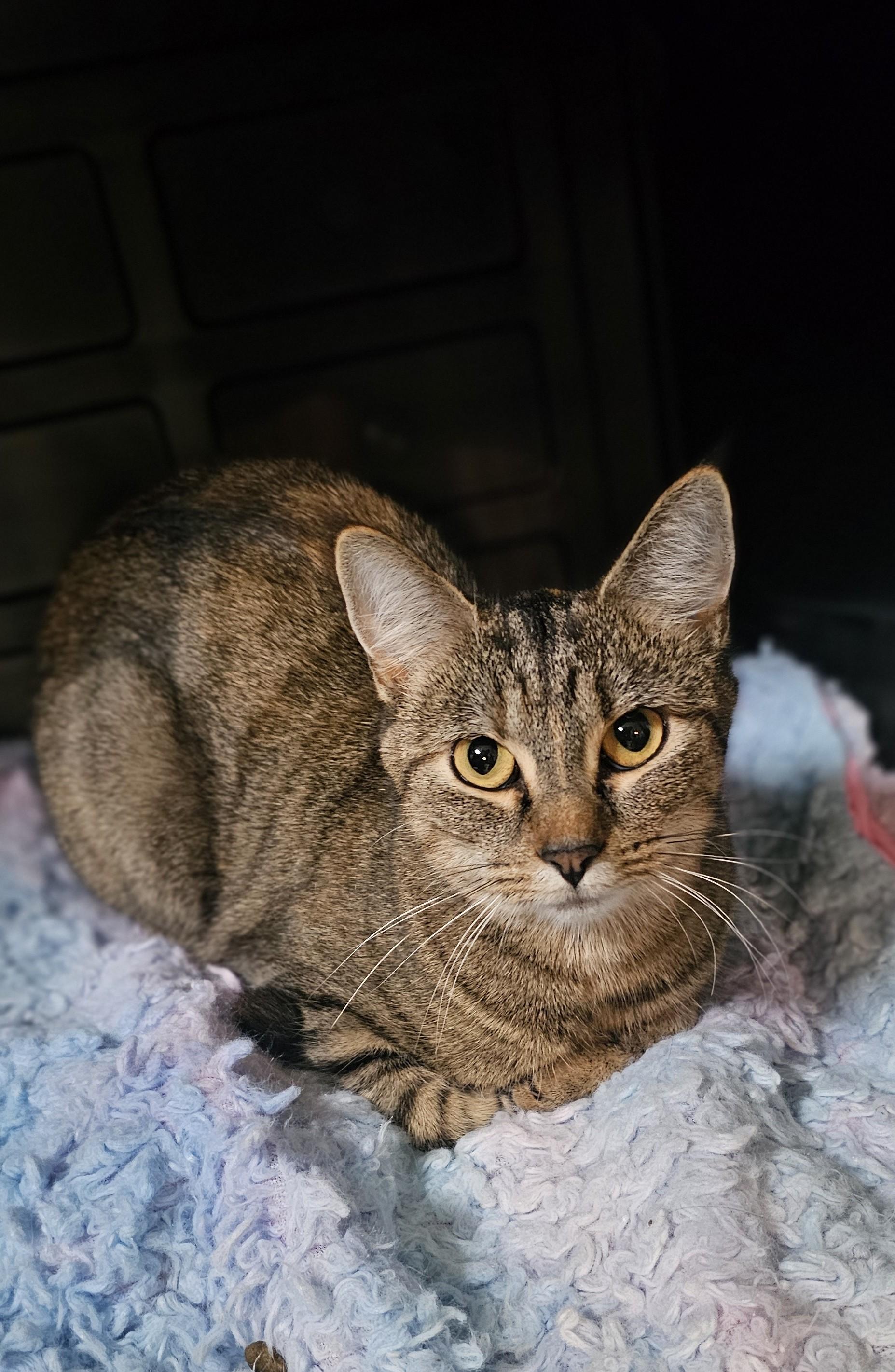 HELEN, Adoptable, Adult Female American Shorthair.