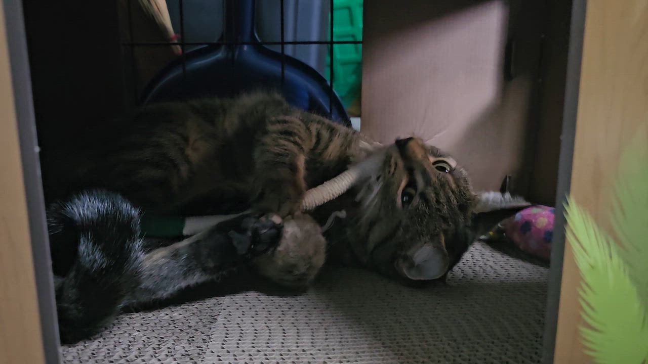 Enlarge HELEN, a Adoptable American Shorthair in Pinedale, WY video 3/3