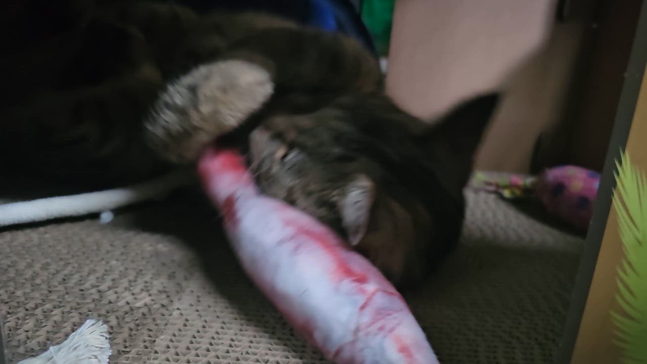Enlarge HELEN, a Adoptable American Shorthair in Pinedale, WY video 2/3