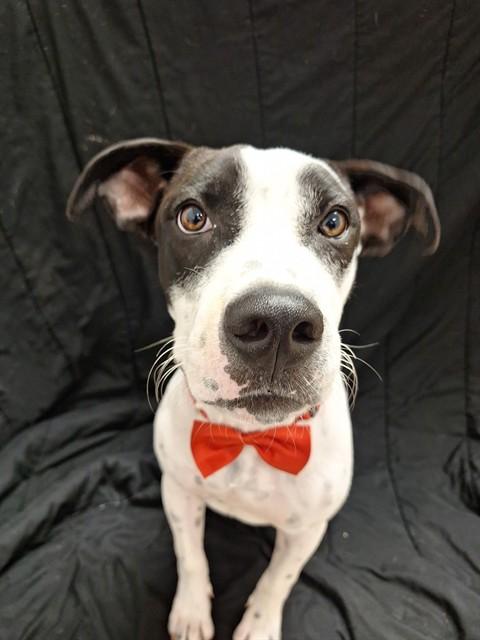 Enlarge OLLIE, a Adoptable mixed breed in Killeen, TX image 1/1