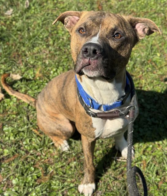 BOYNTON, Adoptable, Adult Male Boxer.