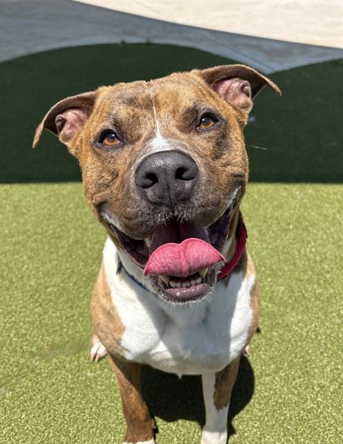 Enlarge BOYNTON, a Adoptable mixed breed in Fort Lauderdale, FL image 1/1