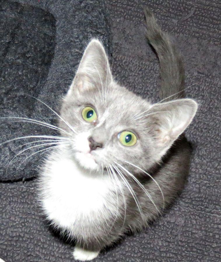 Annie, ADOPTABLE, Kitten Female Domestic Short Hair.