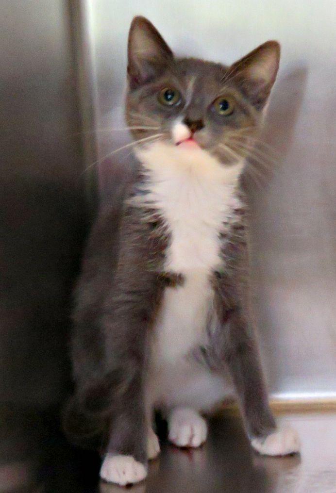 Annie, a ADOPTABLE mixed breed in Lexington, VA image 3/3