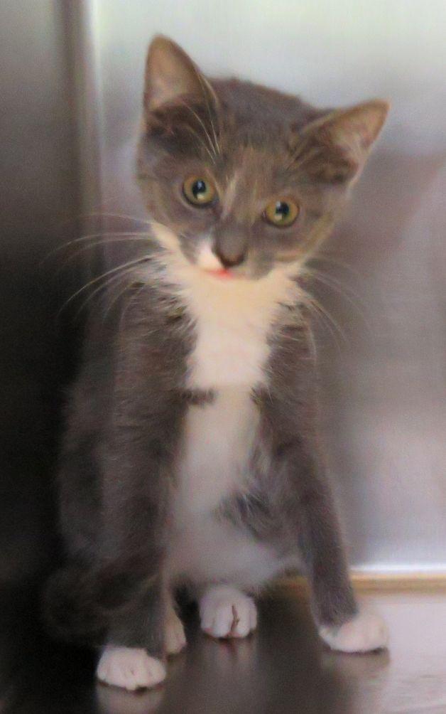 Annie, a ADOPTABLE mixed breed in Lexington, VA image 2/3
