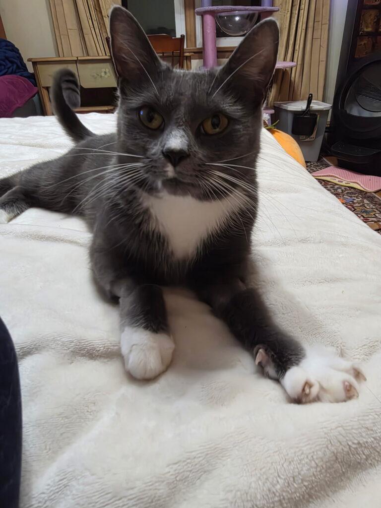 Indigo, ADOPTABLE, Adult Female Domestic Short Hair.