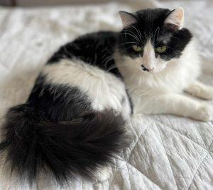 Bibi and Tasha, a Adoptable Domestic Long Hair in Anchorage, AK image 2/3