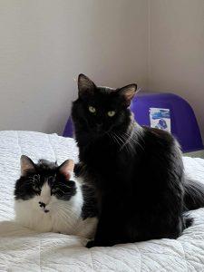 Bibi and Tasha, Adoptable, Adult Male Domestic Long Hair.