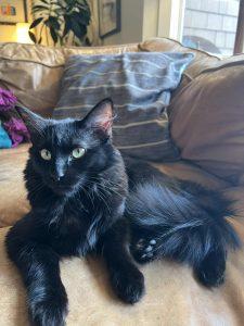 Bibi and Tasha, a Adoptable Domestic Long Hair in Anchorage, AK image 3/3