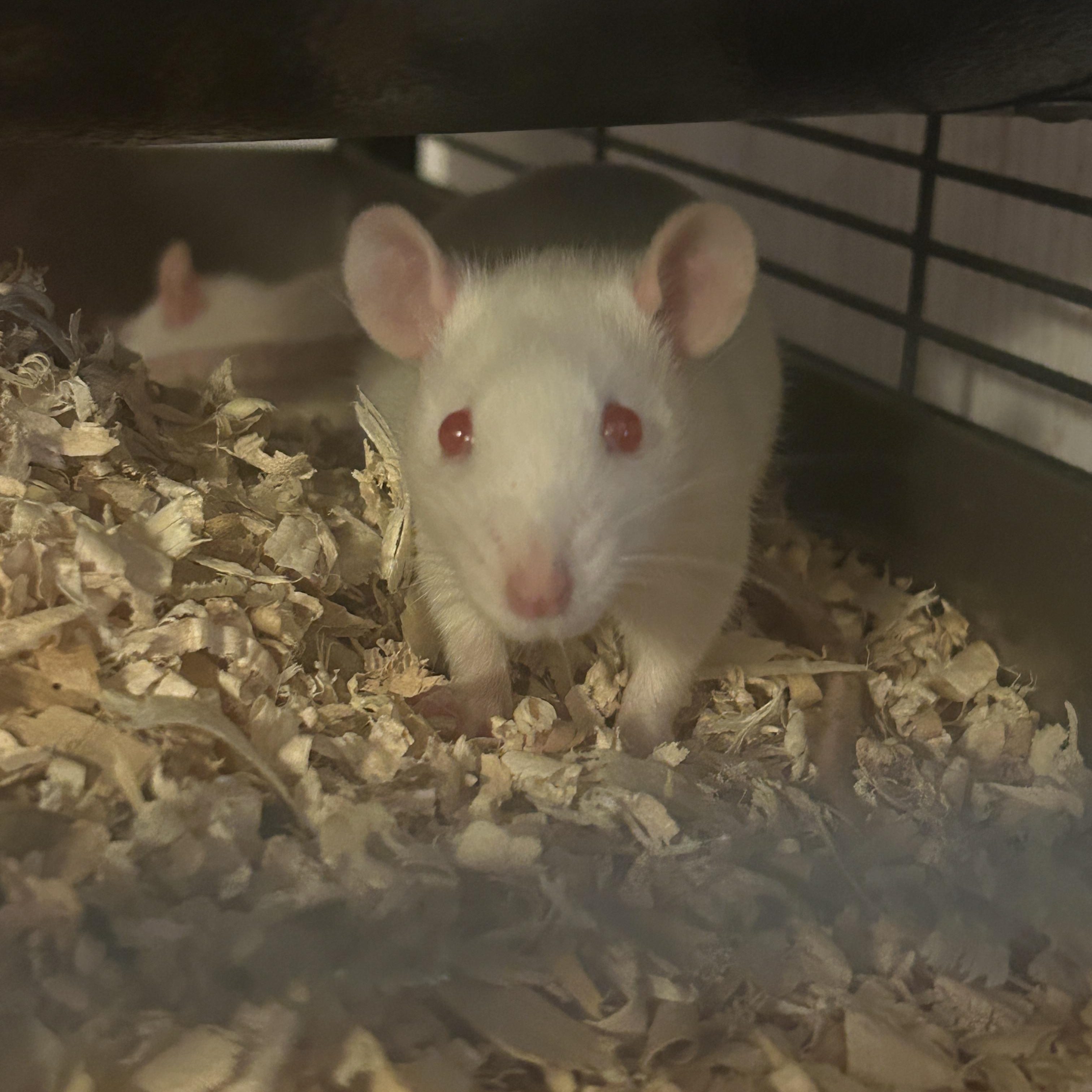 Enlarge Beethoven, a Adoptable Rat in Minneapolis, MN image 1/1