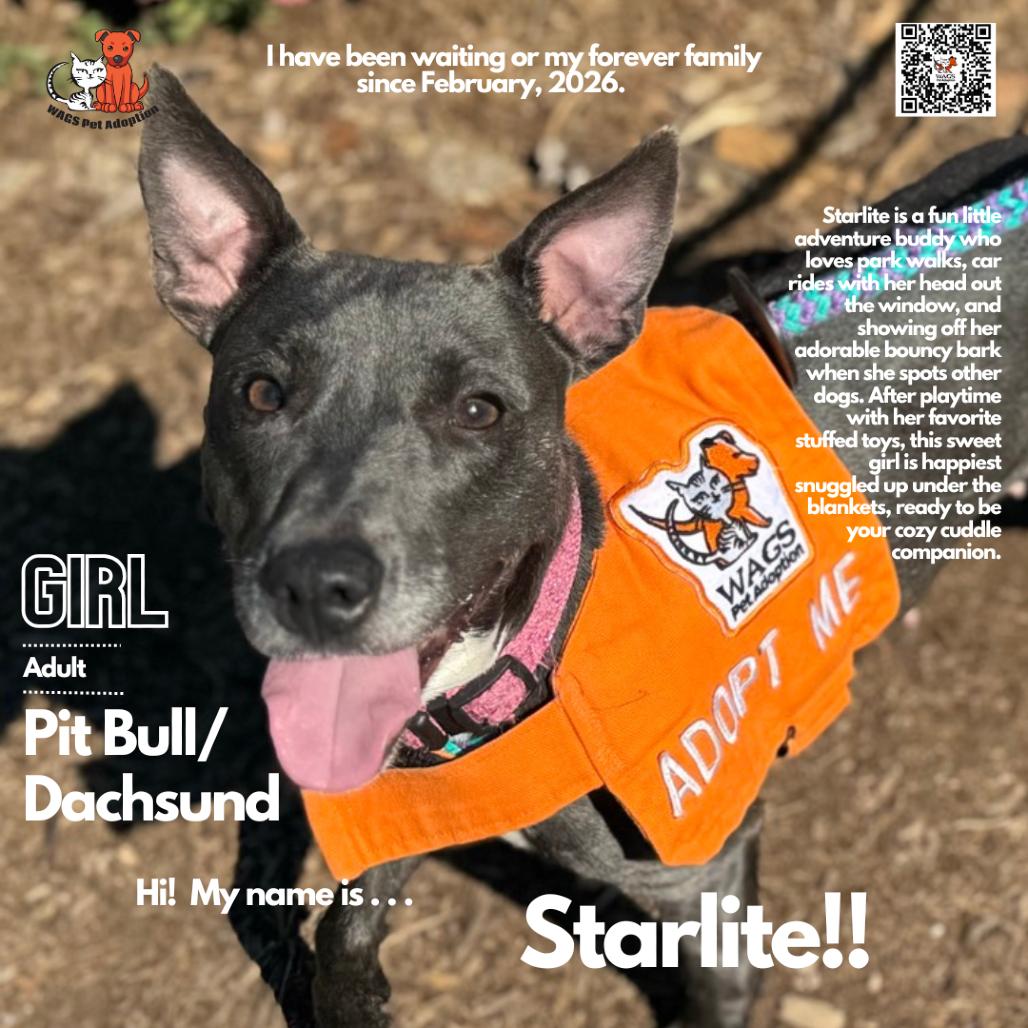 Starlite, Adoptable, Senior Female Dachshund & Pit Bull Terrier.