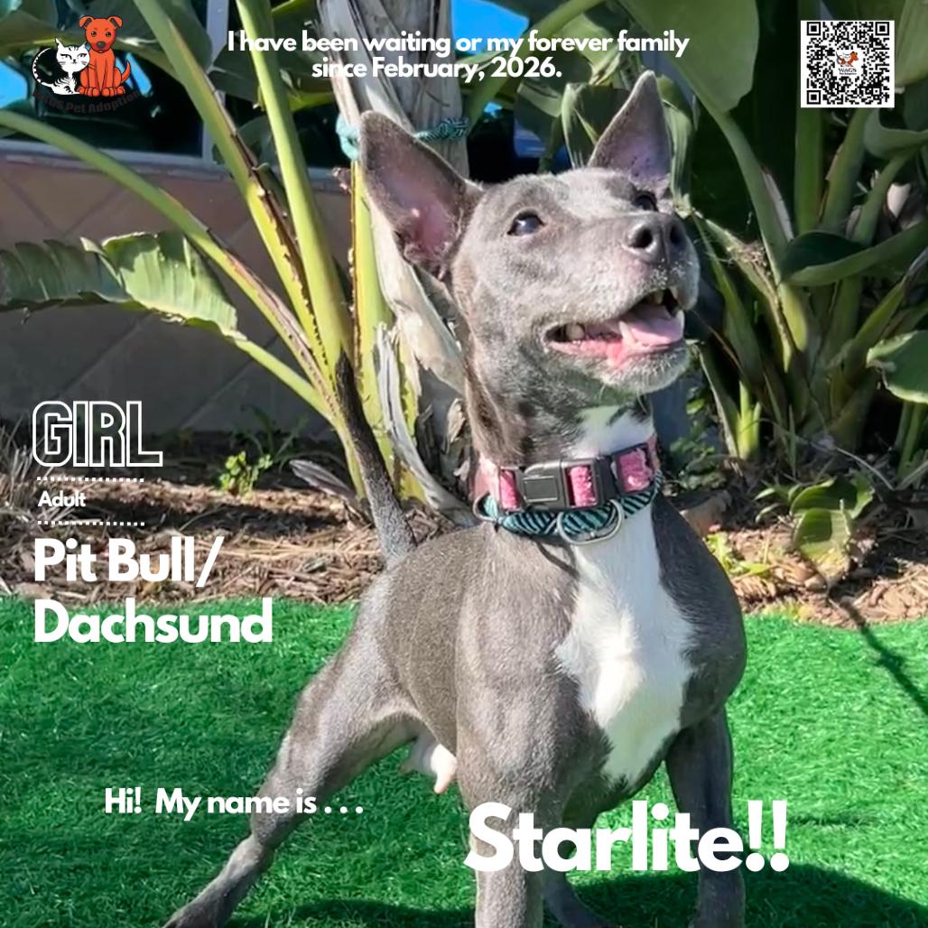 Starlite, a Adoptable mixed breed in Westminster, CA image 2/2