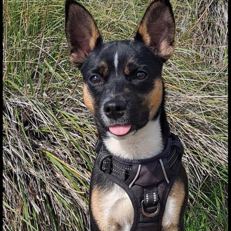 Fuego, Adoptable, Adult Male Australian Kelpie & Rat Terrier.