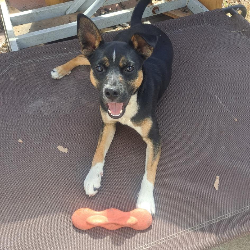 Enlarge Fuego, a Adoptable mixed breed in Long Beach, CA image 2/4