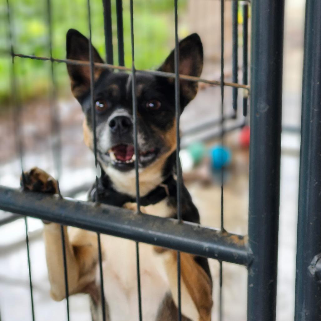 Enlarge Fuego, a Adoptable mixed breed in Long Beach, CA image 3/4