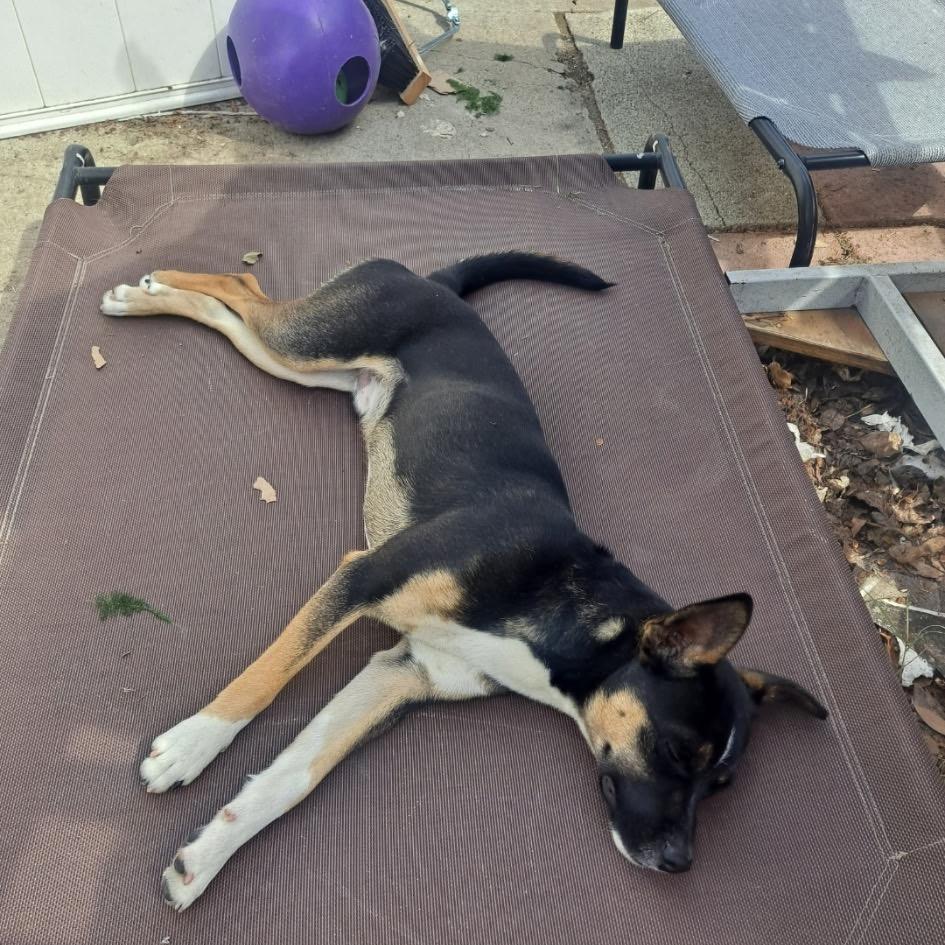 Enlarge Fuego, a Adoptable mixed breed in Long Beach, CA image 4/4