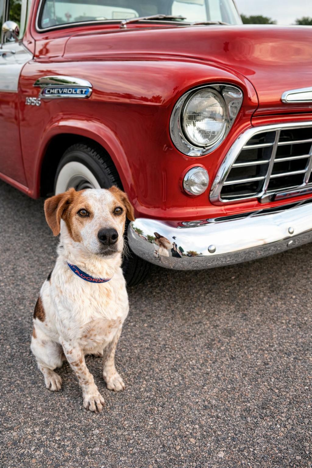 Maggie, ADOPTABLE, Adult Female Cattle Dog.
