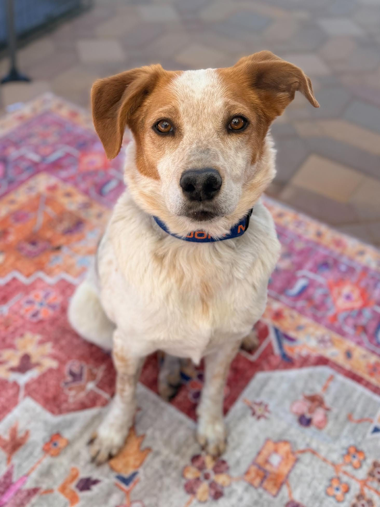 Enlarge Maggie, a ADOPTABLE mixed breed in Las Vegas, NV image 1/3