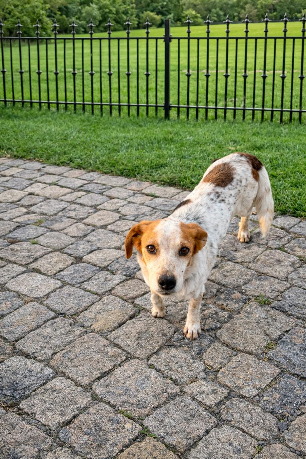Enlarge Maggie, a ADOPTABLE mixed breed in Las Vegas, NV image 2/2
