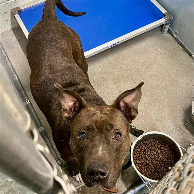Enlarge OSLO, a Adoptable Pit Bull Terrier in Tavares, FL image 1/1