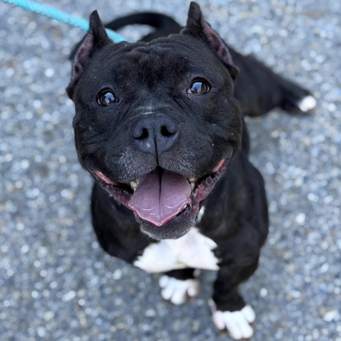Enlarge Onyx, an adopted mixed breed in Nutting Lake, MA image 3/4