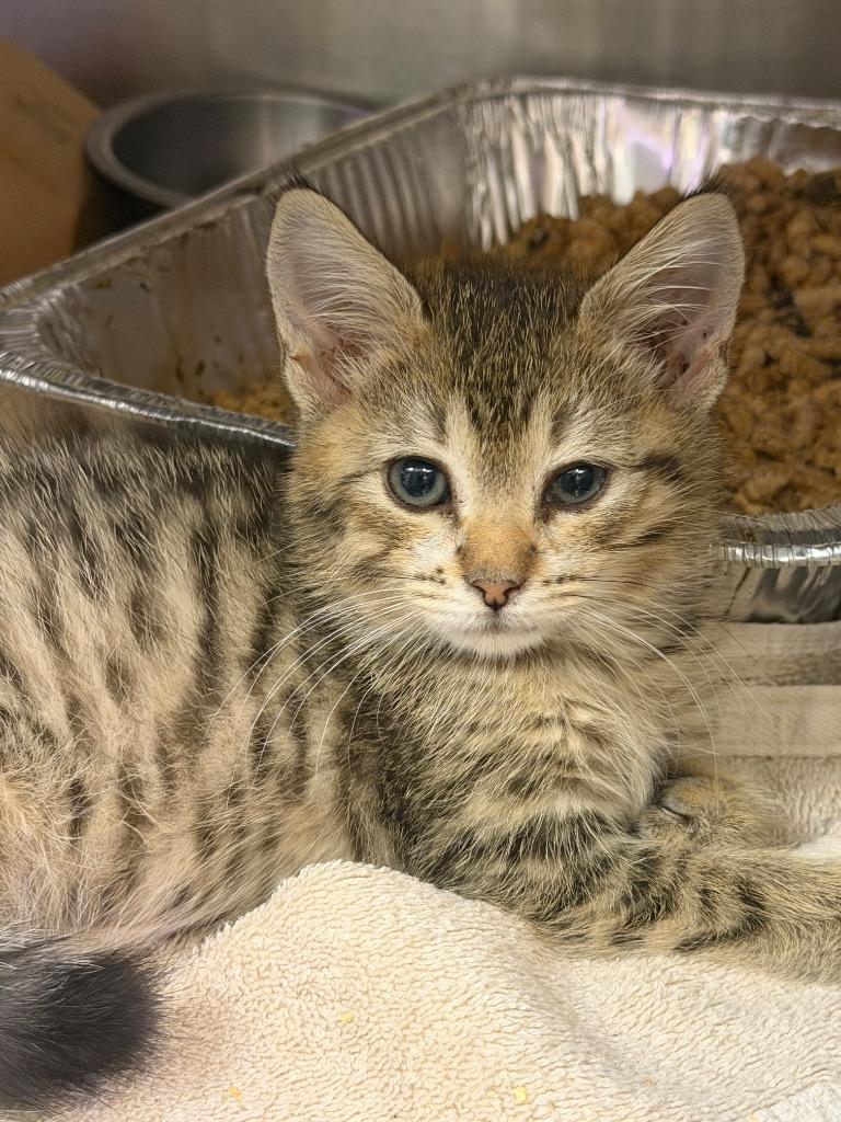 Treat (Lichen), Adoptable, Kitten Male Domestic Short Hair.