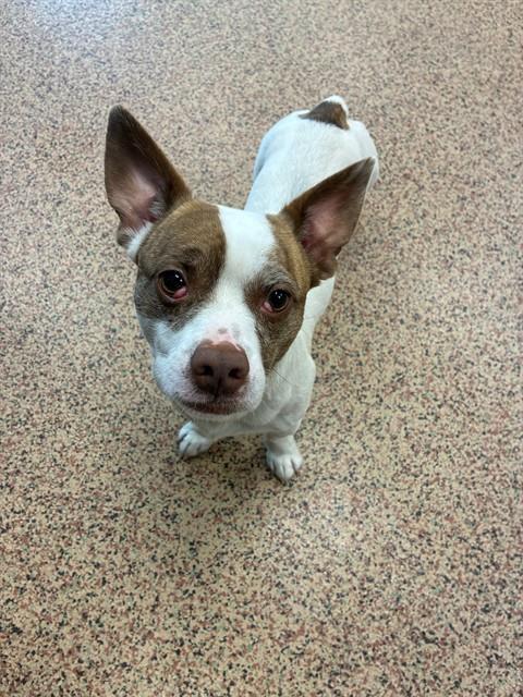 COOKIE, Adoptable, Young Male Chihuahua.