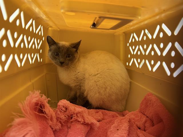 Enlarge BARN CAT MARIGOLD, a Adoptable Domestic Short Hair in Kent, WA image 1/1