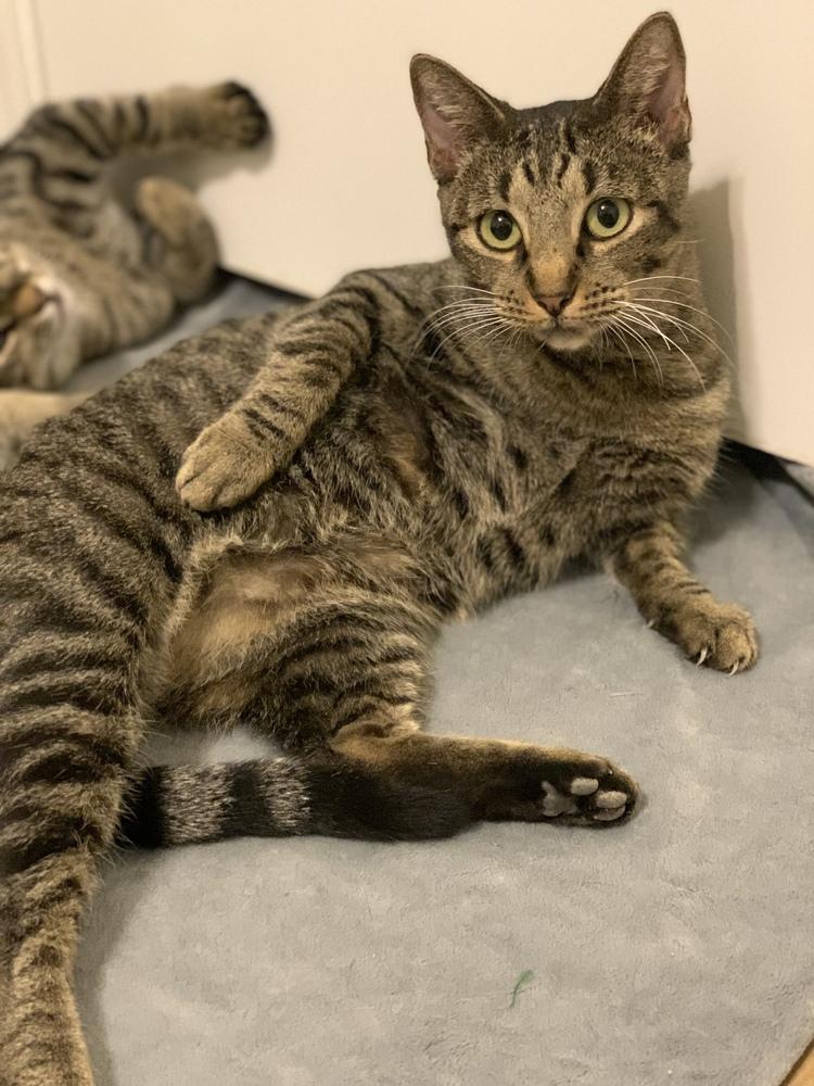 Poppy Lloyd, Adoptable, Adult Female Domestic Short Hair & Tabby.