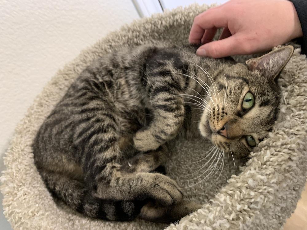 Enlarge Poppy Lloyd, a Adoptable mixed breed in Dallas, TX image 2/6