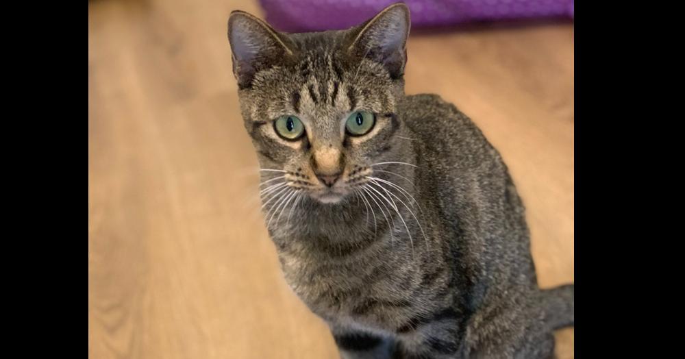 Enlarge Poppy Lloyd, a Adoptable mixed breed in Dallas, TX image 4/6