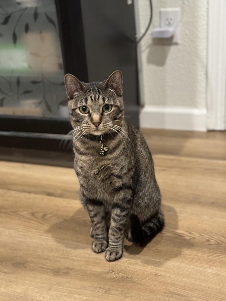 Enlarge Poppy Lloyd, a Adoptable mixed breed in Dallas, TX image 5/6