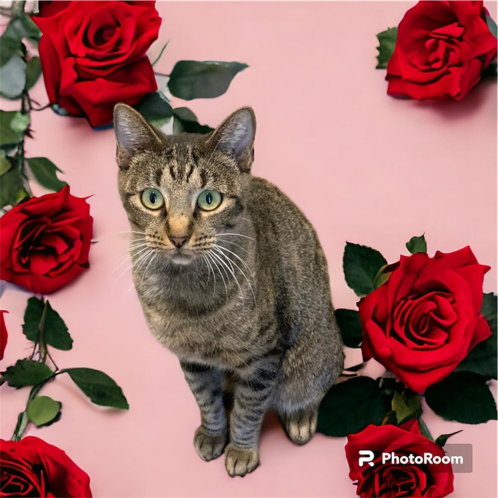 Enlarge Poppy Lloyd, a Adoptable mixed breed in Dallas, TX image 6/6