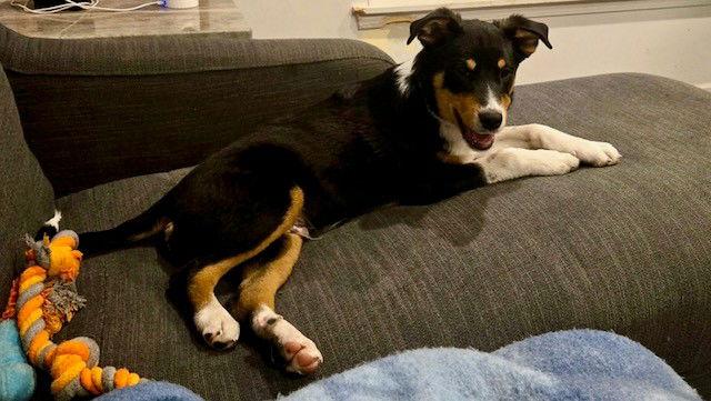 Ranger, Adoptable, Puppy Male German Shepherd Dog & Hound.