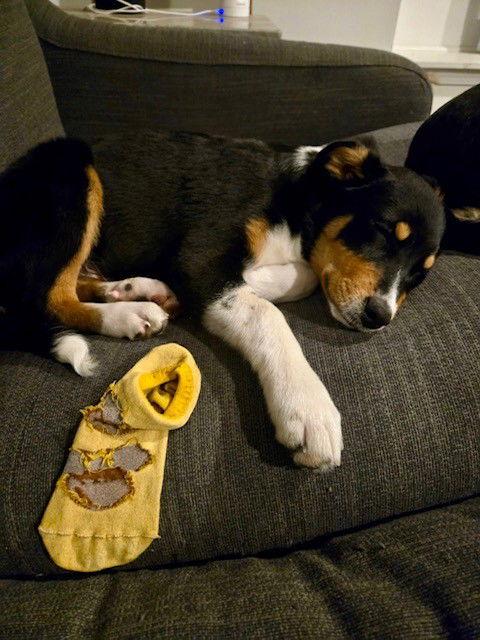 Ranger, a Adoptable mixed breed in Fort Wayne, IN image 2/3