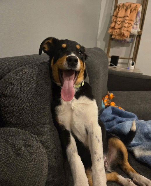 Enlarge Ranger, a Adoptable mixed breed in Fort Wayne, IN image 2/3