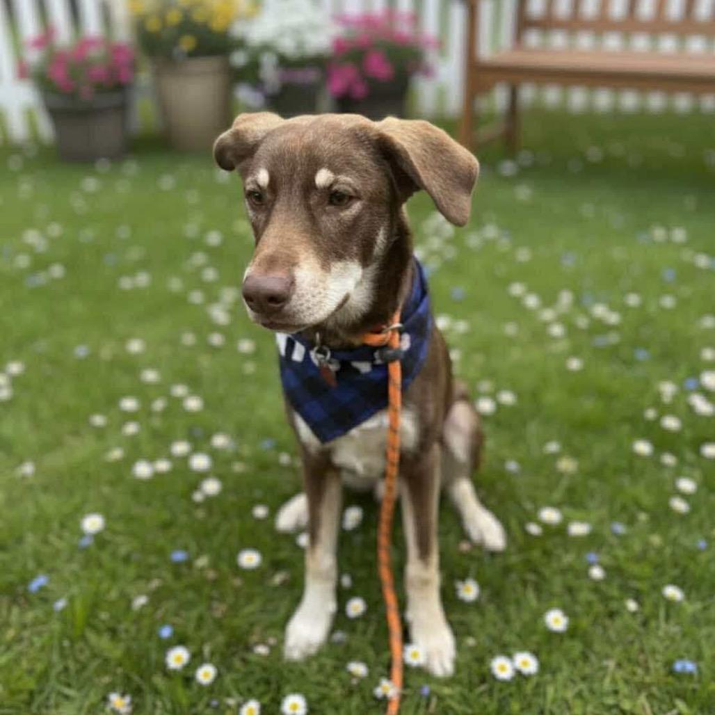 Enlarge Sherman, a Adoptable mixed breed in Phoenix, AZ image 2/6